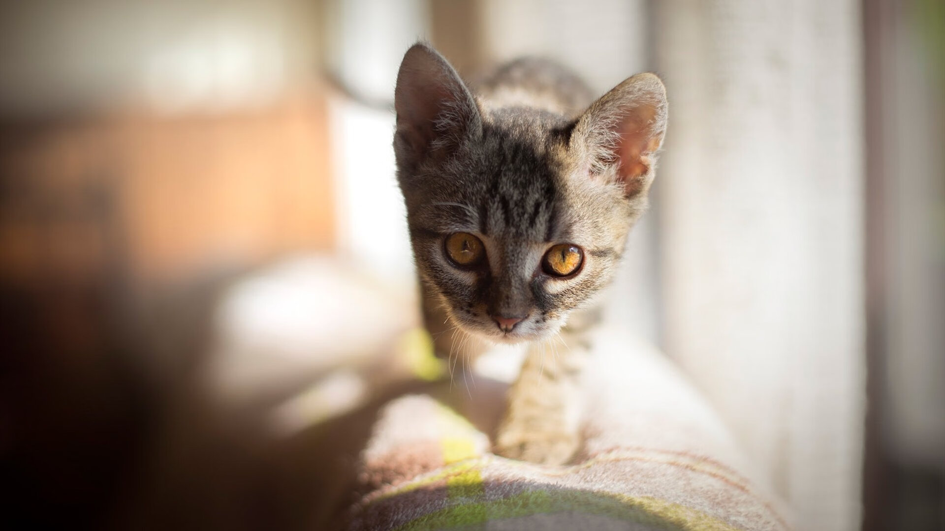 利拉德爆发之夜，凯尔特人客场偷走森林狼胜利